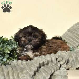 Barley, Shih Tzu Puppy